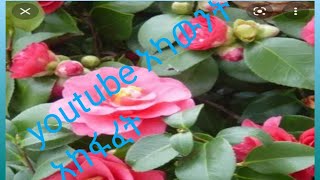 የፌክ አካውንት አከፋፈት #ይማሩበት