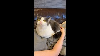 暑くてもママに甘えたい甘えん坊猫