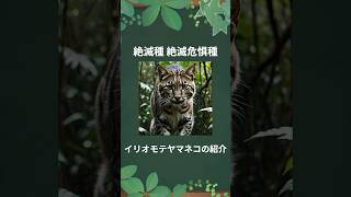 【絶滅種】イリオモテヤマネコ