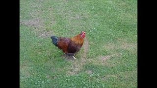 Keeping a Rooster With Your Hens