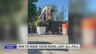 Today I Learned: How to make your mums last