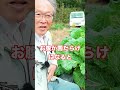 救世主は菌！？【おうちで元気な無農薬野菜を育てよう】 shorts