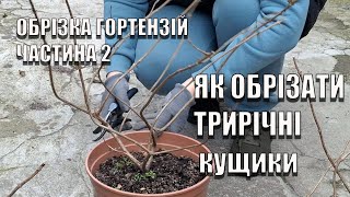 ЯК ОБРІЗАТИ ТРИРІЧНУ ГОРТЕНЗІЮ