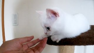 【子猫のソラ】小さくてキャットタワーから降りれない子猫のとった行動にキュン