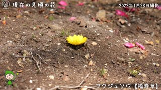 【福岡市植物園】2022.1.29 現在の見頃の花