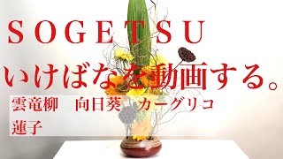 嶋直香生け花を動画する。No.289