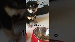 落ち着いて食べて。豆柴すみすみ 黒柴犬 子犬 生後2ヶ月