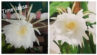 Queen of the Night - Epiphyllum Oxypetalum | Nishagandhi flower