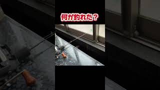 【7秒】What did he catch？#1