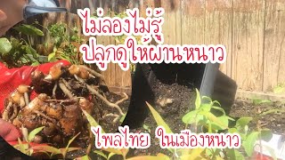 ทดลองปลูกไพลในเมืองหนาว