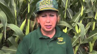 Scouting for Two-spotted Spider Mites in Field Corn