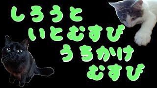 素人が結ぶ！簡単？針と糸を結ぶ　-内掛け結び-