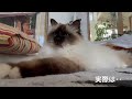 今日はにゃんの日？【特別な一瞬】a special moment（バーマン猫）birman cat