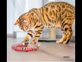 3D Snake - Brinquedo interativo para gatos, com sensor inteligente de movimento.