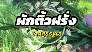 ผักติ้วฝรั่ง | Ängssyra | Rumex acetosa