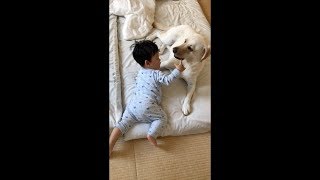 寝起きから遊ぶバウとカズちん【ラブラドールと赤ちゃん1歳】Labrador \u0026 Baby