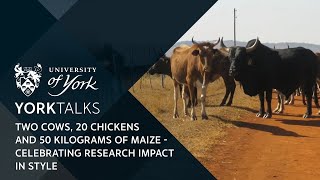 YorkTalks 2021: 2 cows, 20 chickens and 50 kilograms of maize - celebrating research impact in style