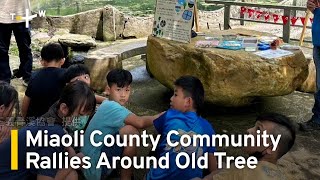 Miaoli County Community Rallies Around Old Tree | TaiwanPlus News