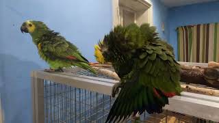 Amazon Parrots Take a shower! Fürdenek a papagájok