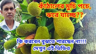 কাঁঠালকে কিভাবে বড়ো করবেন? দেখুন এই ভিডিও|| caring of jackfruit