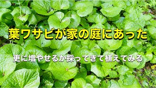 葉ワサビが家の庭にあった　更に増やせるか採ってきて植えてみる