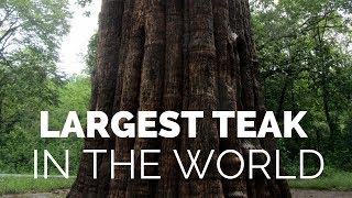 Largest Teak Tree  In the World |  Kannimara Teak at Parambikulam Wildlife Sanctuary