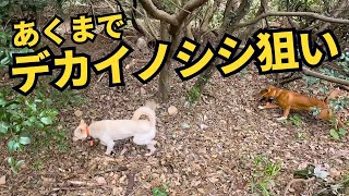 お世話になっているオジサンを威嚇したデカイノシシを狙って、猟犬シノブ＆ブッチャーで単独狩猟！