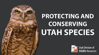 Protecting and Conserving our Utah Species
