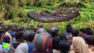 Petani Temukan Anaconda Raksasa Melingkar Disemak Belukar !! Penemuan Ular Terbesar di dunia