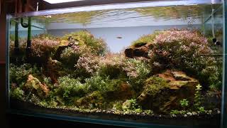 90cm Nature Aquarium | Nature Inside Gallery