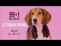 Estonian Hound / 99+1 Dog Breeds