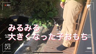 【甲斐犬雑種】ぐんぐん大きくなった子おもちのお散歩【保護犬】