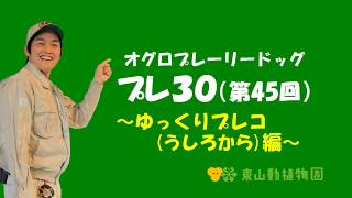 【東山動植物園公式】プレ３０（第45回）～ゆっくりプレコ(うしろから)編～ 《 オグロプレーリードッグ　プレーリードッグ 》