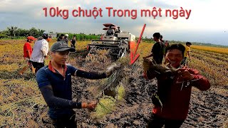 Xem mới tin Bắt chuột đồng theo máy cắt chụp một ngày 10kg chuột quá khủng khi.ếp