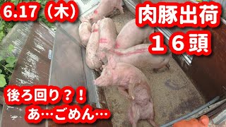 #384 出荷トラック積み込み作業動画🚚🐽