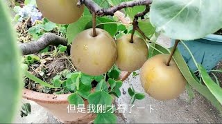 盆栽梨子熟了，摘果子留营养，明年又能硕果累累