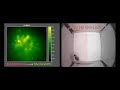 nvoke simultaneous imaging u0026 optogenetics during place preference