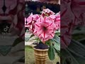 Rosa do Deserto #adenium #rosadodeserto #agriculturafamiliar #canaldocanal #shorts