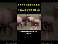 ホームレスに助けを求めたトナカイ！！🦌