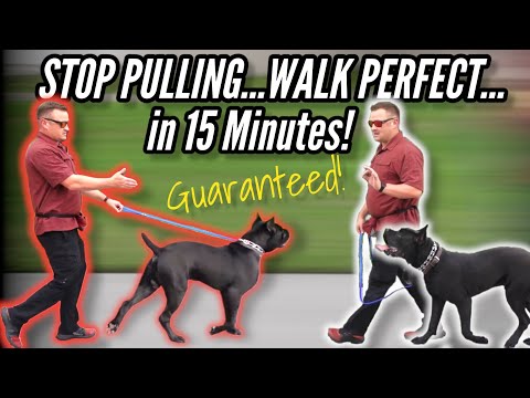Is walking a dog exercise?