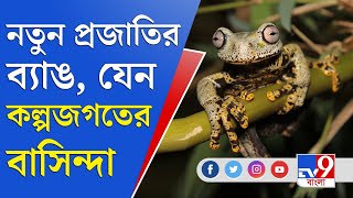 New Frog: নতুন প্রজাতির ব্যাঙ, যেন কল্পজগতের বাসিন্দা