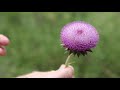 weed id canada thistle