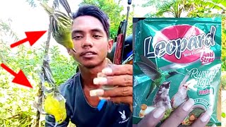 Cara melatih burung sirpu/cipoh/sirtu Cepat makan popan/voer