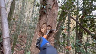 オオクワガタ採集（産地開拓編）