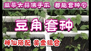 豆角套种 - 韭菜大蒜佛手瓜, 都能套种它，互利双赢，神仙搭配