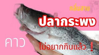 เทคนิคการจัดการกลิ่นคาว กลิ่นสาบ ของปลากระพงให้อยู่หมัด