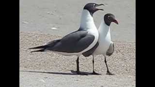 LAUGHING GULLS