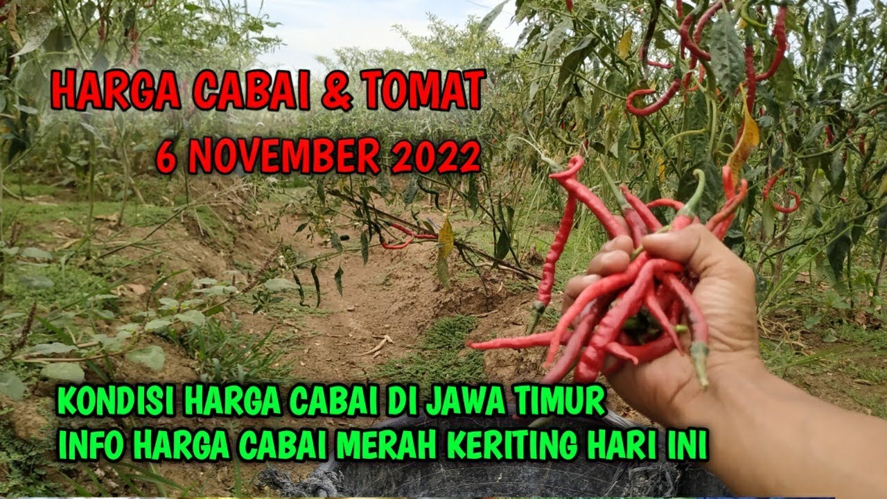 Harga Cabai Hari Ini 6 November 2022 | Info Harga Cabai Merah Keriting ...