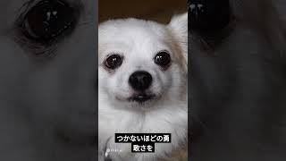 チワワの性格とは？可愛らしい小さな犬種の秘密