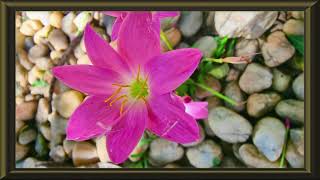 Framed TV Art | Framed TV screensaver | Beautiful Rain lily - 4K #decoration #tvdecor #homedecor